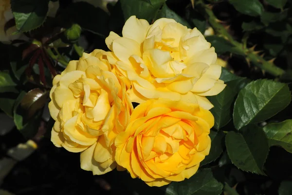 Κίτρινα τριαντάφυλλα Φωτογραφία Αρχείου