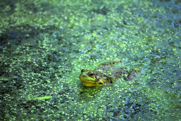 北方豹蛙，蛙蚊 — 图库照片