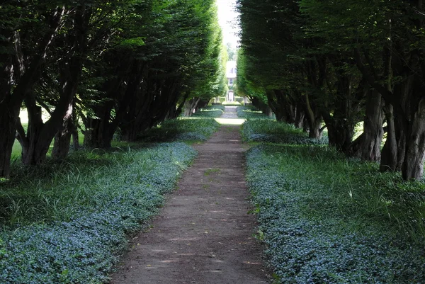 Path Through The Trees — Stock Photo, Image