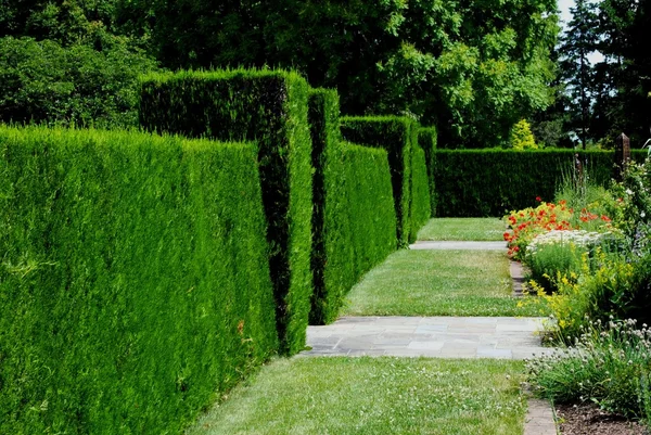 Trädgård hedge — Stockfoto