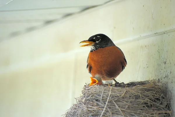 Rotkehlchen und Baby — Stockfoto