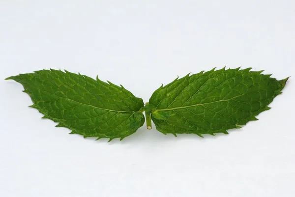 Mint Leaves — Stock Photo, Image