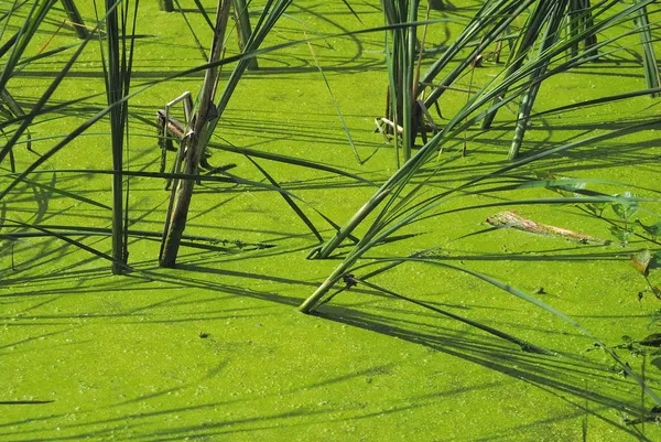 Lagoa coberta de algas — Fotografia de Stock