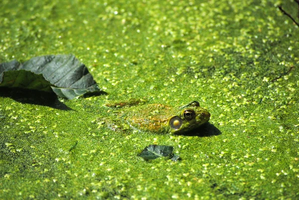 豹蛙 — 图库照片