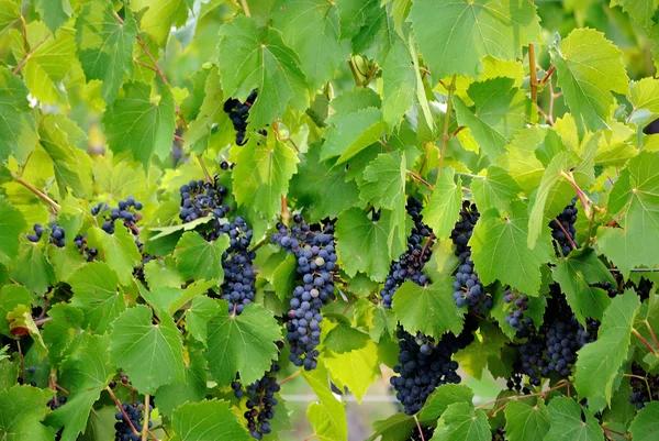 Red Grapes — Stock Photo, Image