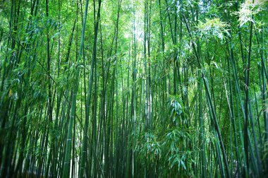 Asian Bamboo forest clipart