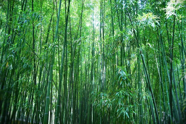 Asiatisk bambuskog Stockfoto