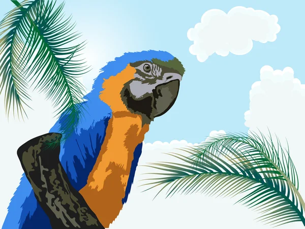 Papagáj — Stock Vector