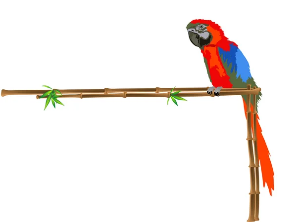 Papegoja — Stock vektor