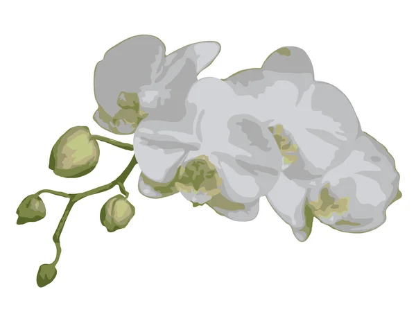 Orchidée blanche — Image vectorielle