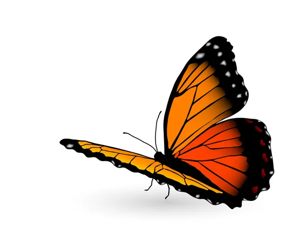 Orange butterfly — Stock Vector
