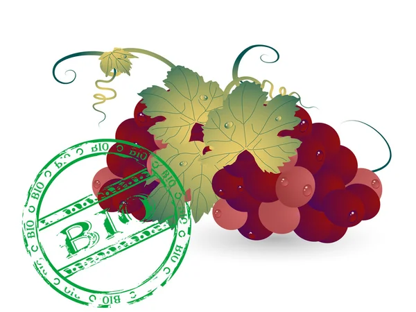 Bio winogron — Wektor stockowy