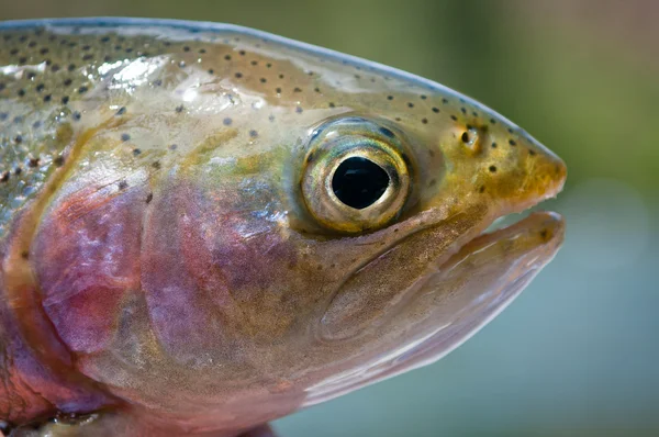 Close up of a rainbow trout's head — Stock Photo, Image