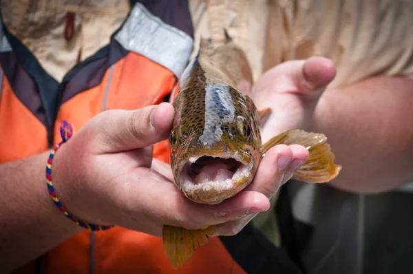 Straight on close up of a brown trout after being caught — Stock Photo, Image