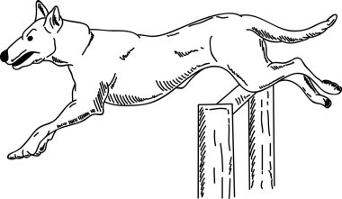 Dog agility clipart