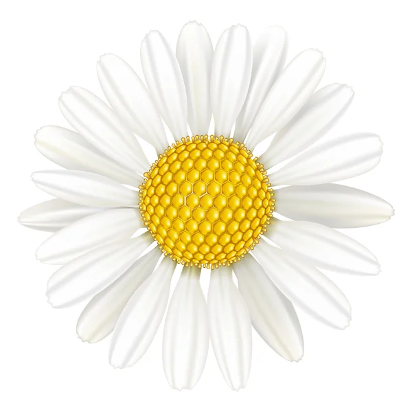 Λουλούδι χαμομήλι, φαρμακευτικό φυτό. — Διανυσματικό Αρχείο