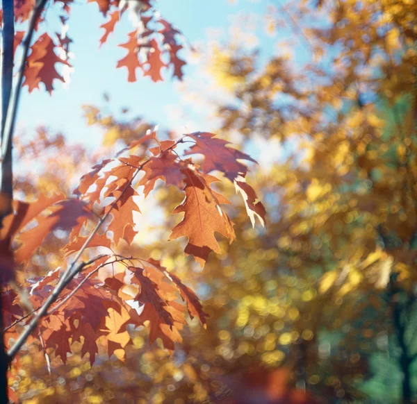 Foglie d'autunno. — Foto Stock