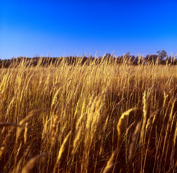 Arany fű és a kék ég. — Stock Fotó