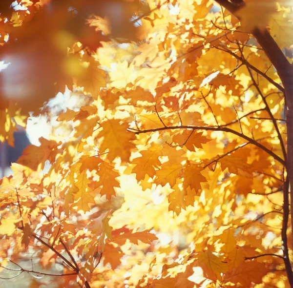 Podzimní listy. — Stock fotografie