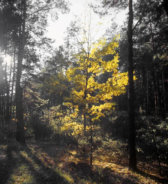 Herbst im Kiefernwald. — Stockfoto