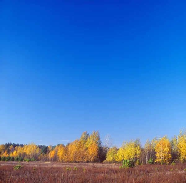 Paesaggio d'autunno. — Foto Stock