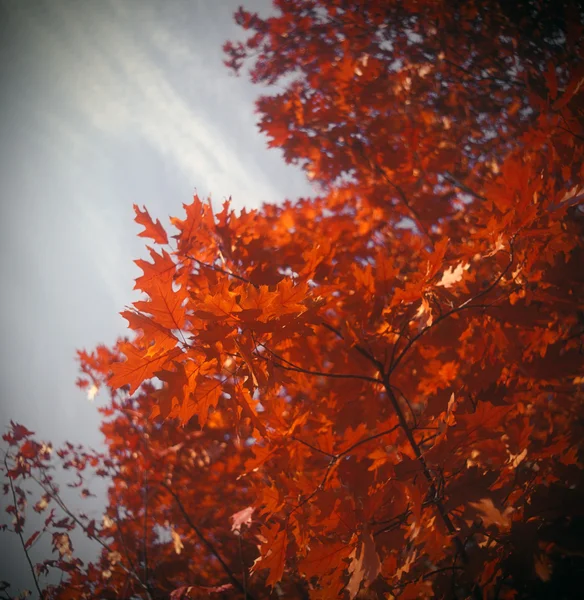 Die Farben des Herbstes. — Stockfoto