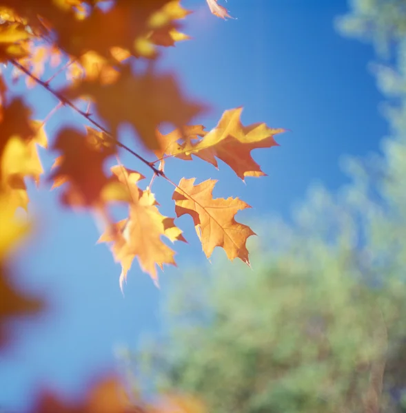 秋天树木免受蓝蓝的天空. — 图库照片