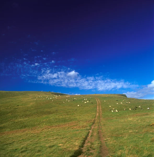 Estrada do vale e ovelhas . — Fotografia de Stock