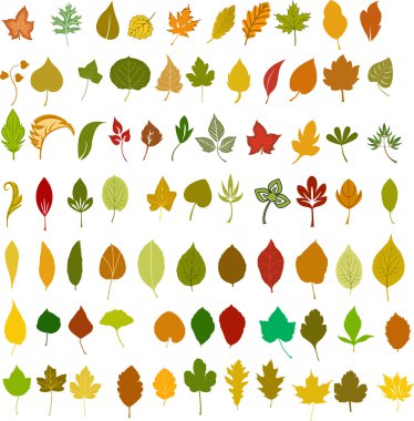 Vector leafs illustration clipart