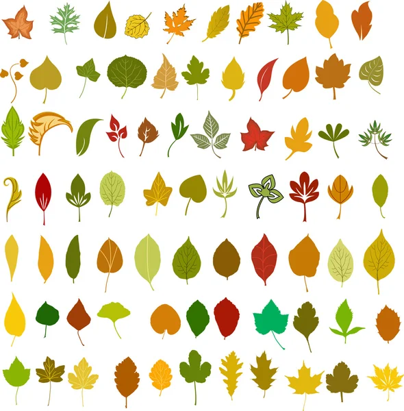 Ilustración de hojas vectoriales — Vector de stock