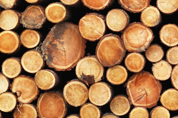 Odun toplamak — Stok fotoğraf