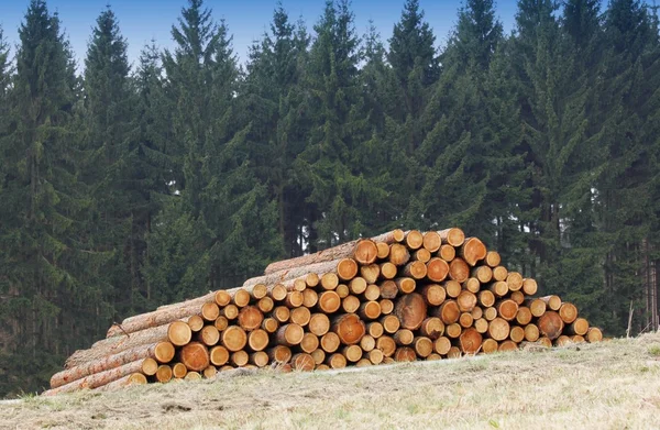 Uppsamling av trä — Stockfoto