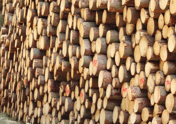 Holz sammeln — Stockfoto