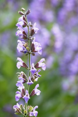 Sage plant lat. Salvia officinalis clipart