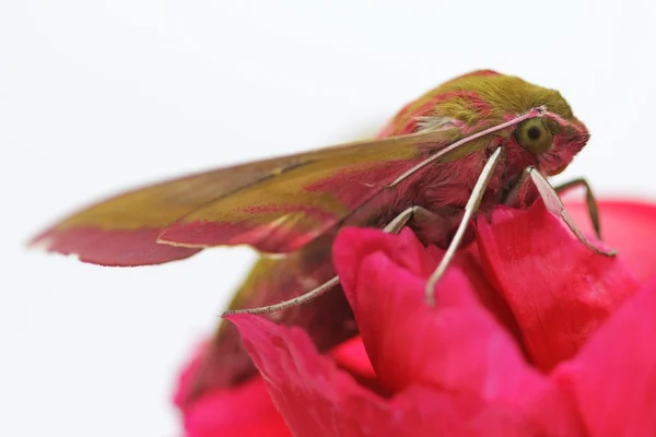 Stock image Insect Hawk moth /Deilephila elpenor/