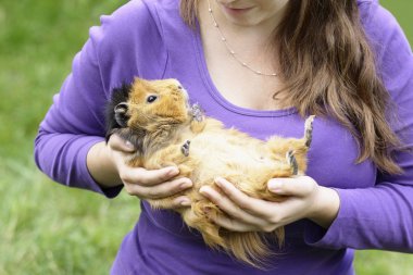 Happy abyssinian guinea pig clipart