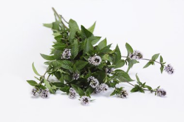 Blooming mint /Mentha aquatica/