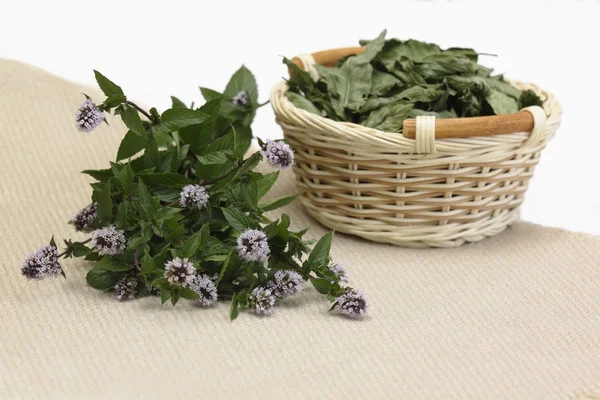 Fresh and dried peprmint — Stock Photo, Image