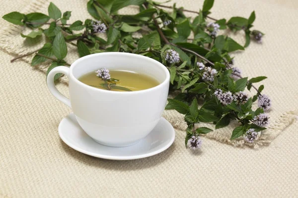 Mint tea /Mentha aquatica/ — Stock Photo, Image