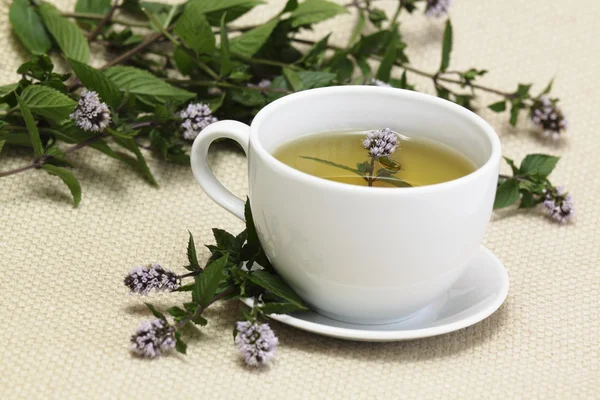 Mint tea lat. Mentha aquatica — Stock Photo, Image