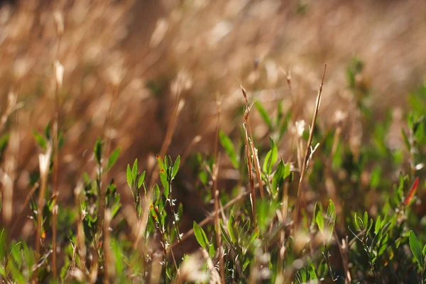 Grass at the sun — Stock Photo, Image