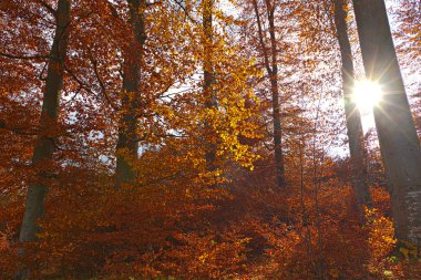 Işıklı altın sonbahar orman