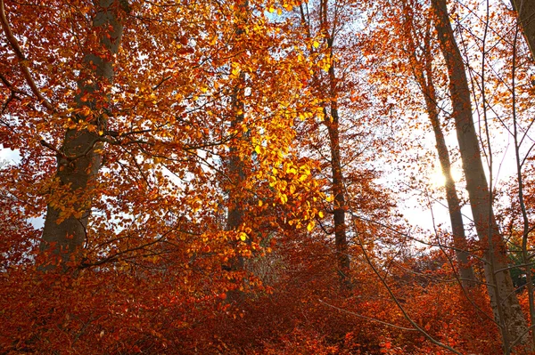 Illuminated golden autumn forest — Stock Photo, Image