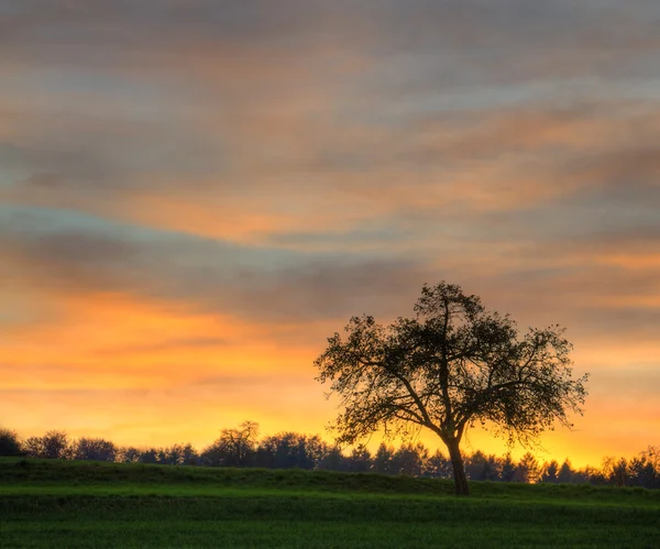 Ett tre på engen med solnedgang. – stockfoto