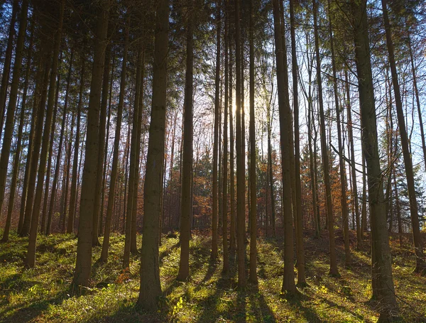 Sunbeam az erdőben — Stock Fotó