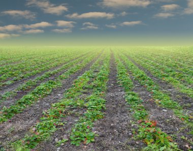 Rows of strawberry plants clipart