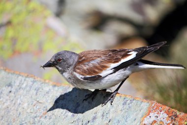 European snowfinch clipart