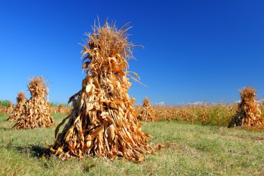 Corn piles to dry clipart