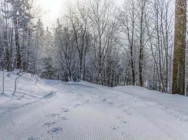 Camino en el bosque de invierno — Foto de Stock