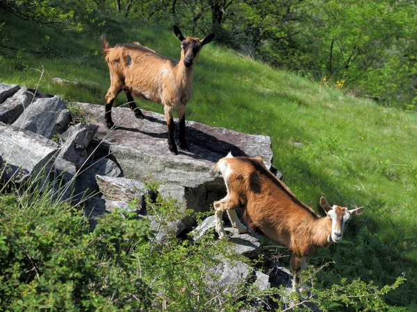 Dwie kozy — Zdjęcie stockowe